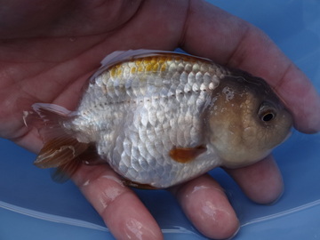 ＮＥＷ　商品Ｎｏ３５２６　瑪瑙らんちゅう