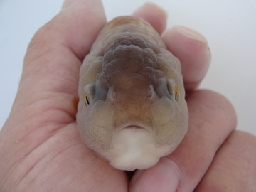 ＮＥＷ　商品Ｎｏ３５２６　瑪瑙らんちゅう