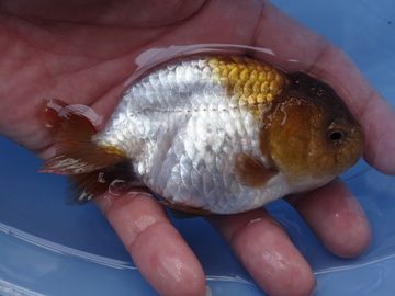 ＮＥＷ　商品Ｎｏ３５２７　瑪瑙らんちゅう