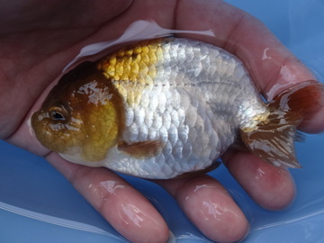 ＮＥＷ　商品Ｎｏ３５２７　瑪瑙らんちゅう