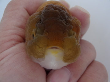 ＮＥＷ　商品Ｎｏ３５２７　瑪瑙らんちゅう