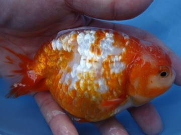 ＮＥＷ　商品Ｎｏ３５２８　銀鱗桜錦（上物）