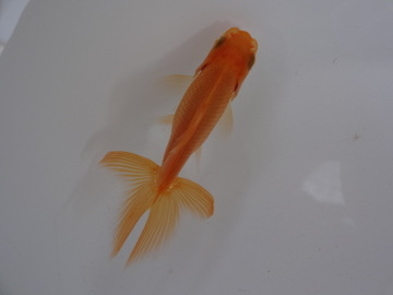 ＮＥＷ　商品Ｎｏ３５２９　日本オランダ