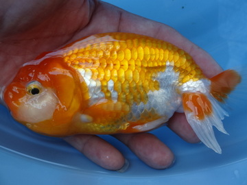 ＮＥＷ　商品Ｎｏ３５１３　静岡らんちゅう