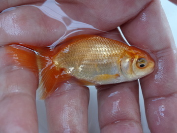 ＮＥＷ　商品Ｎｏ３５２９　日本オランダ