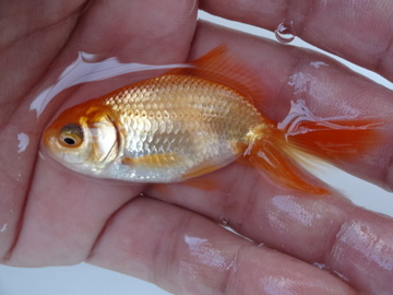 ＮＥＷ　商品Ｎｏ３５２９　日本オランダ