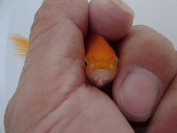 ＮＥＷ　商品Ｎｏ３５２９　日本オランダ