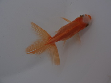 ＮＥＷ　商品Ｎｏ３５３０　日本オランダ