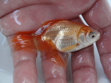 ＮＥＷ　商品Ｎｏ３５３０　日本オランダ