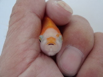 ＮＥＷ　商品Ｎｏ３５３０　日本オランダ