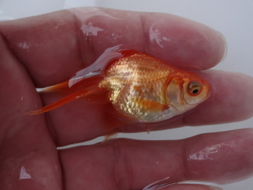 ＮＥＷ　商品Ｎｏ３５３１　日本オランダ