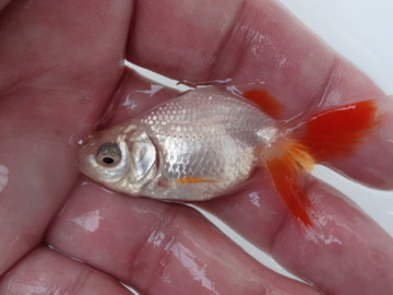 ＮＥＷ　商品Ｎｏ３５３２　日本オランダ