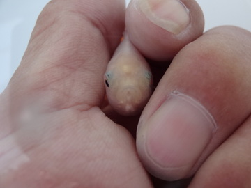 ＮＥＷ　商品Ｎｏ３５３２　日本オランダ