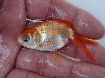 ＮＥＷ　商品Ｎｏ３５３３　日本オランダ