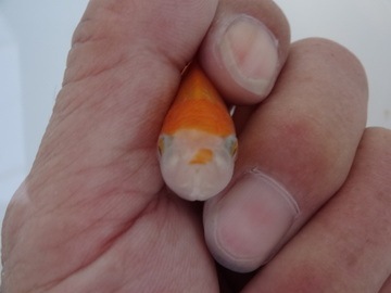 ＮＥＷ　商品Ｎｏ３５３３　日本オランダ