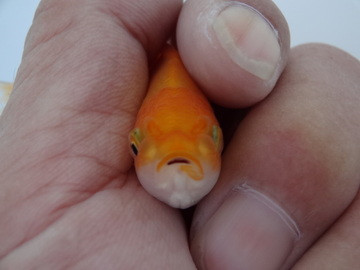 ＮＥＷ　商品Ｎｏ３５３４　日本オランダ