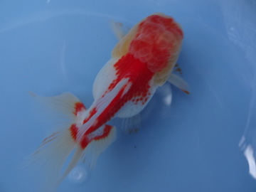 ＮＥＷ　商品Ｎｏ３５３５　ローズテールオランダ