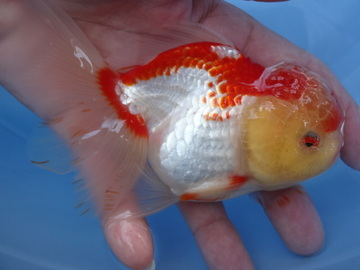 ＮＥＷ　商品Ｎｏ３５３５　ローズテールオランダ