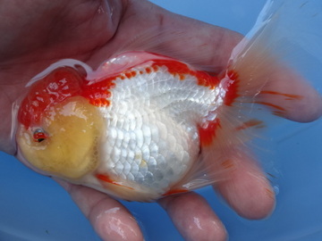 ＮＥＷ　商品Ｎｏ３５３５　ローズテールオランダ