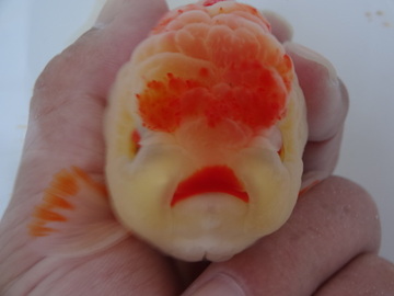 ＮＥＷ　商品Ｎｏ３５３５　ローズテールオランダ