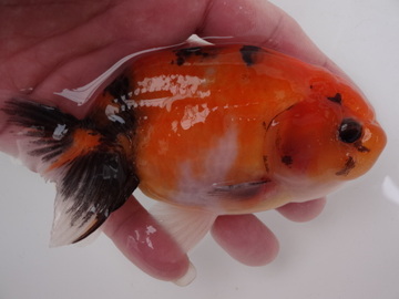 ＮＥＷ　商品Ｎｏ３５４７　フンタン系江戸桜