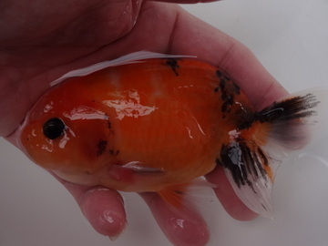 ＮＥＷ　商品Ｎｏ３５４７　フンタン系江戸桜