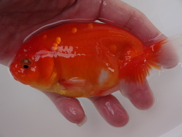 NEW　商品Ｎｏ３５４５　フンタン系桜錦