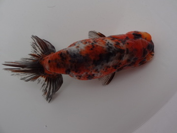 ＮＥＷ　商品Ｎｏ３５４６　フンタン系江戸錦