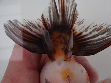 ＮＥＷ　商品Ｎｏ３５４６　フンタン系江戸錦