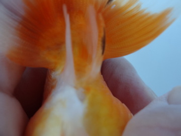 ＮＥＷ　商品Ｎｏ３５６９　フンタン系桜錦