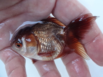 ＮＥＷ　商品Ｎｏ３５５０　瑪瑙オランダ