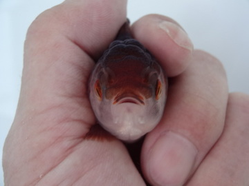 ＮＥＷ　商品Ｎｏ３５５０　瑪瑙オランダ