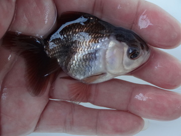 ＮＥＷ　商品Ｎｏ３５５１　羽衣オランダ