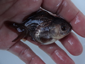 ＮＥＷ　商品Ｎｏ３５５２　羽衣オランダ