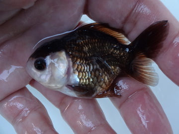 ＮＥＷ　商品Ｎｏ３５５４　羽衣オランダ