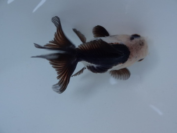 ＮＥＷ　商品Ｎｏ３５５５　羽衣オランダ