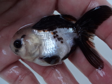 ＮＥＷ　商品Ｎｏ３５５５　羽衣オランダ