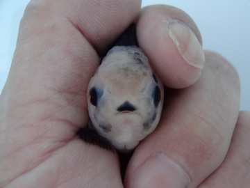 ＮＥＷ　商品Ｎｏ３５５５　羽衣オランダ