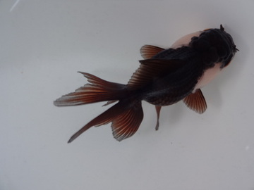 ＮＥＷ　商品Ｎｏ３５５６　羽衣オランダ