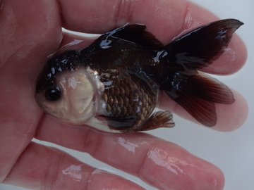 ＮＥＷ　商品Ｎｏ３５５６　羽衣オランダ