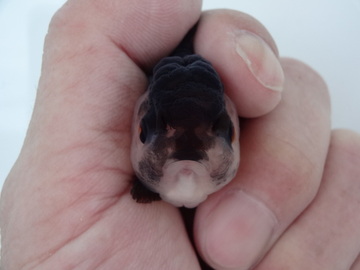 ＮＥＷ　商品Ｎｏ３５５６　羽衣オランダ