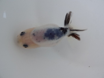 ＮＥＷ　商品Ｎｏ３５５７　絣江戸錦