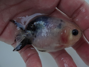 ＮＥＷ　商品Ｎｏ３５５７　絣江戸錦