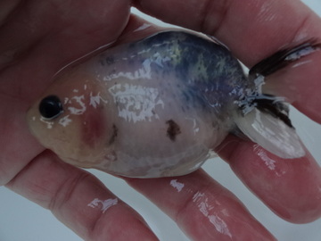 ＮＥＷ　商品Ｎｏ３５５７　絣江戸錦