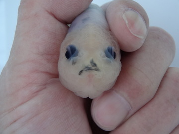 ＮＥＷ　商品Ｎｏ３５５７　絣江戸錦