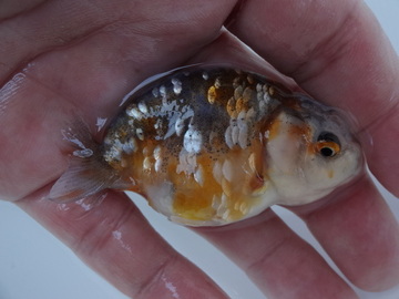 ＮＥＷ　商品Ｎｏ３５５８　マーブルらんちゅう