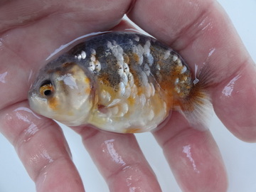 ＮＥＷ　商品Ｎｏ３５５８　マーブルらんちゅう