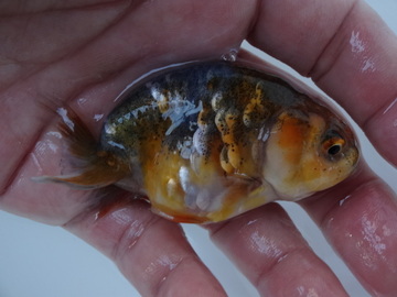 ＮＥＷ　商品Ｎｏ３５５９　マーブルらんちゅう