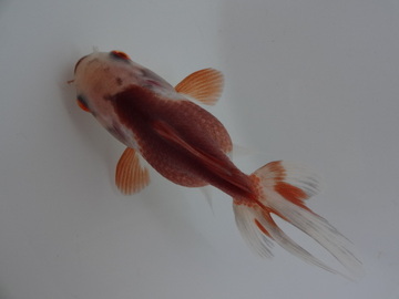 ＮＥＷ　商品Ｎｏ３５４９　瑪瑙オランダ