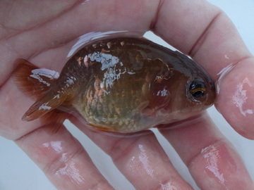 ＮＥＷ　商品Ｎｏ３５６０　茶紅葉らんちゅう